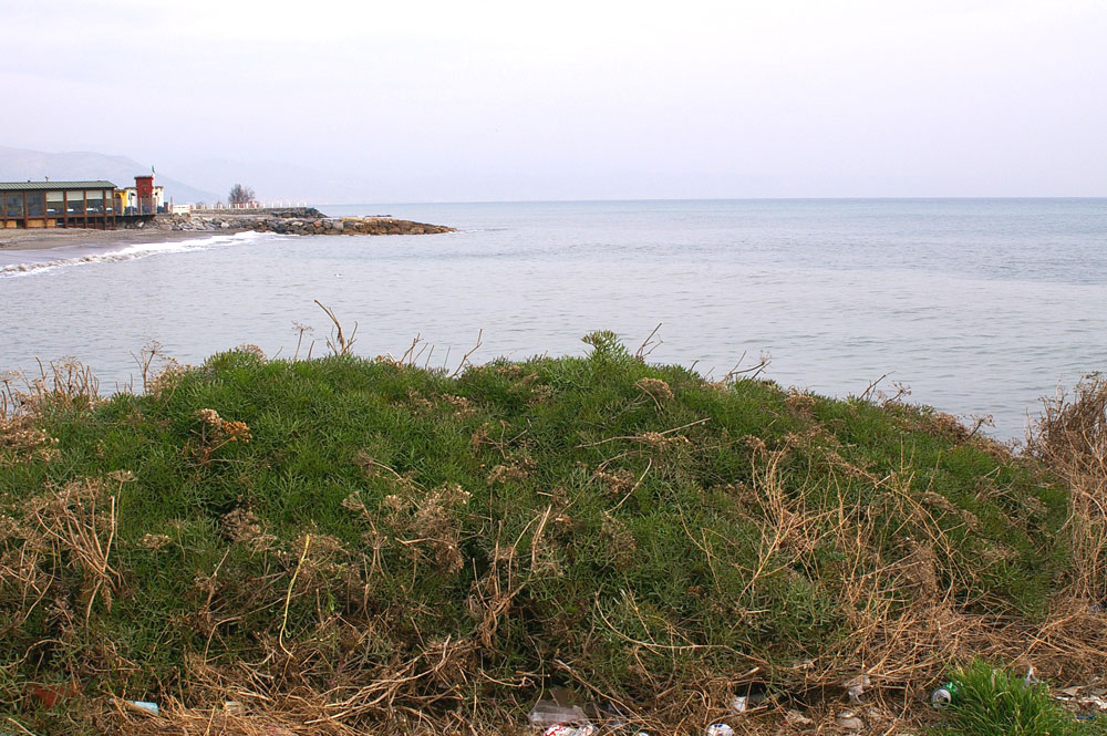 Crithmum maritimum / Finocchio marino